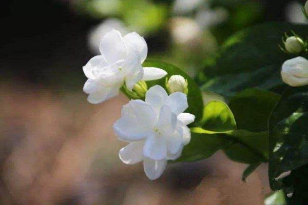 茉莉花怎么养殖