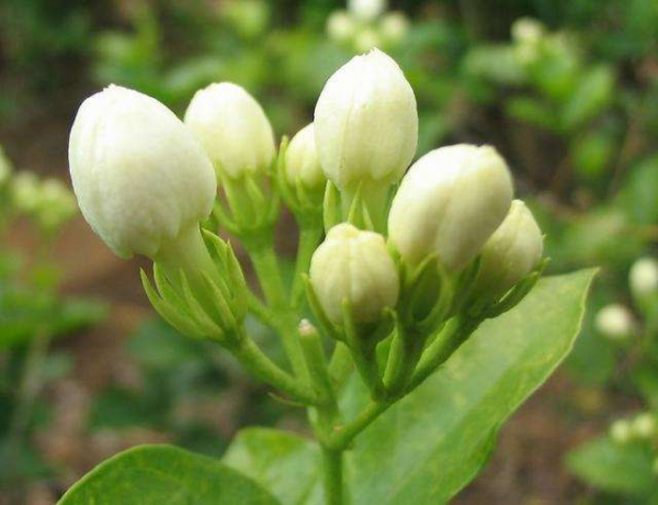 茉莉花怎么养殖