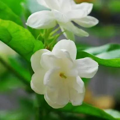茉莉花怎么养殖