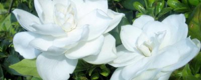 栀子花怎么养 教你正确养护栀子花