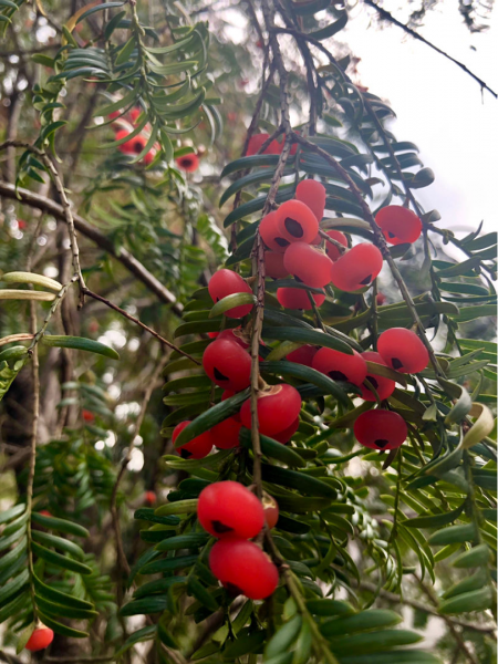 红豆杉树怎么种植