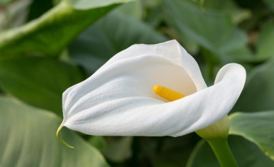 马蹄莲如何种植 马蹄莲种植方法和时间