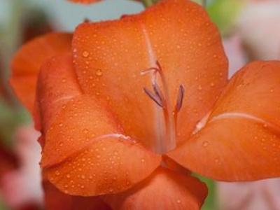 剑兰怎么养才能开花