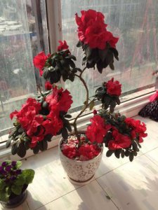 杜鹃花怎么养殖 杜鹃花的栽培和养殖方法