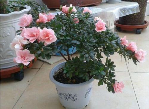 杜鹃花怎么养殖