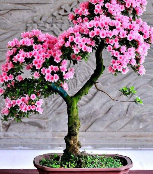 杜鹃花怎么养殖