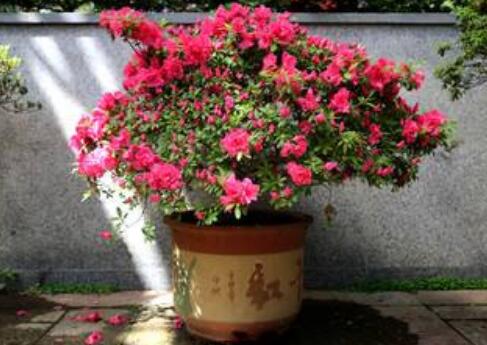 杜鹃花怎么养殖