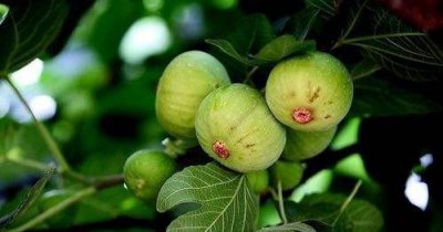无花果树怎么管理 无花果树的栽培与管理