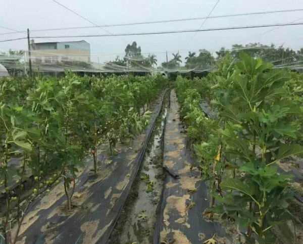 无花果树怎么管理