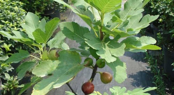无花果树怎么管理