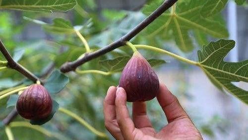 无花果树怎么管理