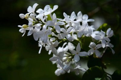 白丁香花的花语是什么 白丁香的寓意和象征