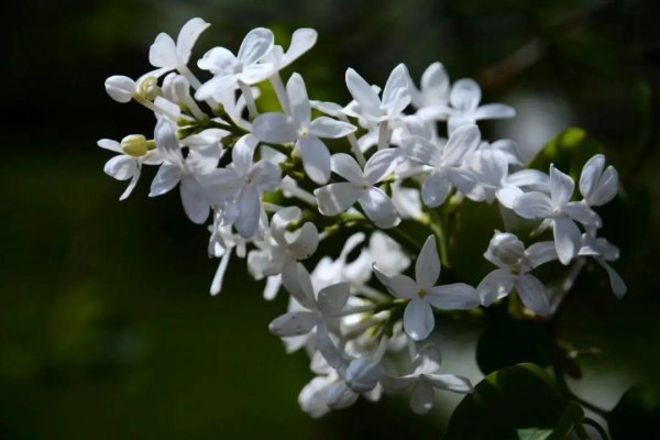 白丁香花的花语是什么