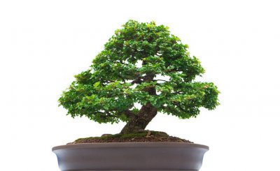 榕树如何修剪 榕树修剪时间和方法