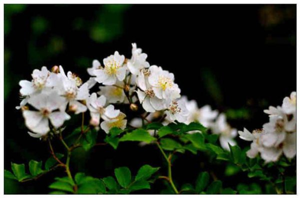 荼靡花的寓意是什么