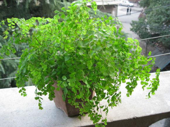 吸水石假山盆景植物
