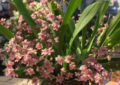 哪种兰花最好养又耐活 盘点最好养的5种兰花