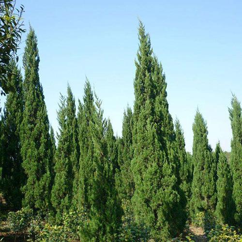 龙柏修剪时间及方法