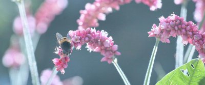 狗尾巴花的花语和寓意 农村常见的狗尾巴花