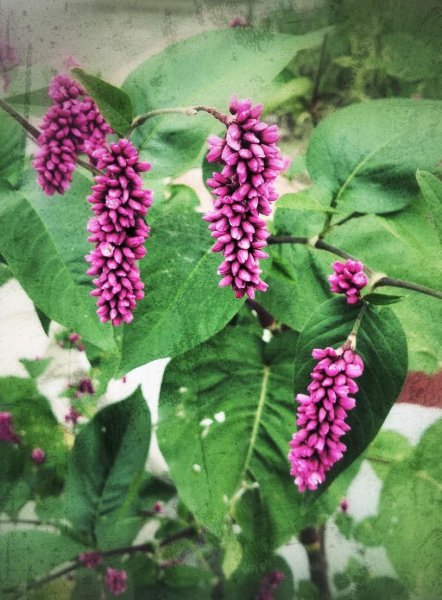 狗尾巴花的花语和寓意