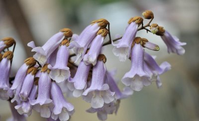 梧桐花与泡桐花的区别 分享梧桐花的花语和寓意