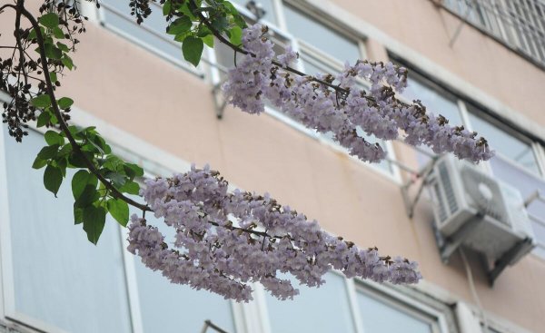 梧桐花与泡桐花的区别