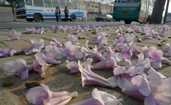 梧桐花与泡桐花的区别