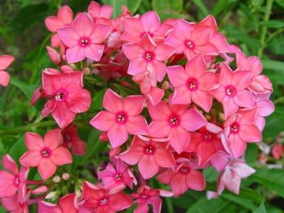 芝樱花种植方法和时间