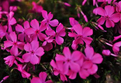 芝樱花种植方法和时间