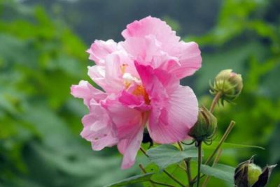 芙蓉花是哪个季节开的 观赏芙蓉花花期简介