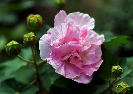 芙蓉花是哪个季节开的