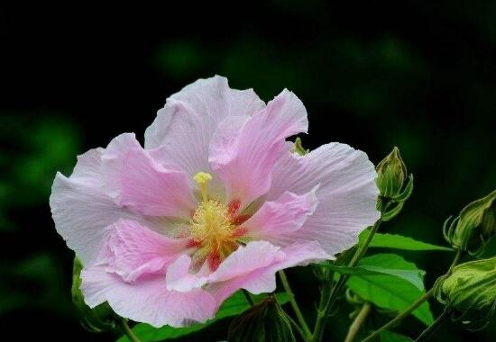 芙蓉花是哪个季节开的