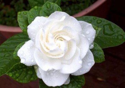 栀子花的花期一年几次 栀子花的种植方法讲解