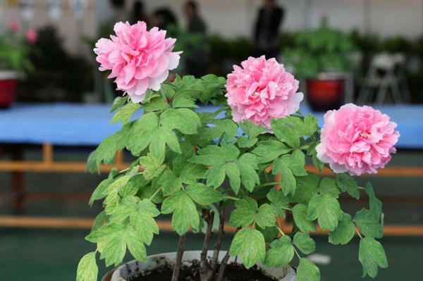 牡丹花适合盆栽吗