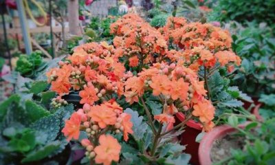 长寿花怎么养才开花 教你正确养护知识