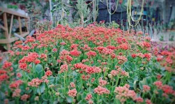 长寿花怎么养才开花