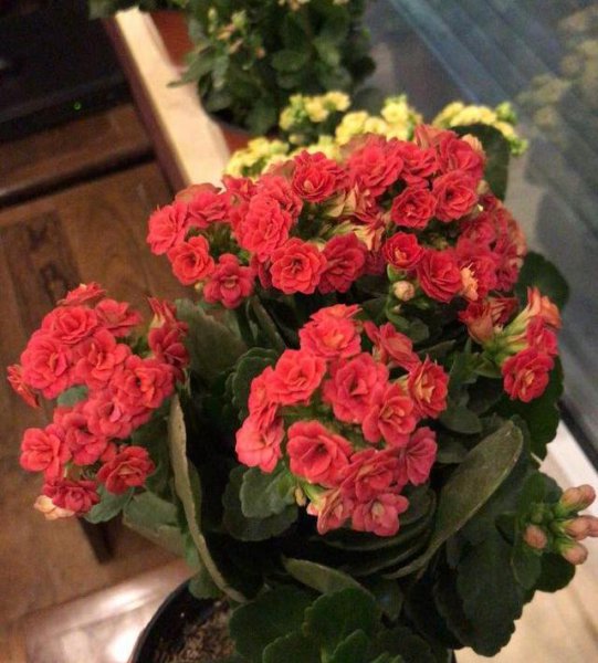 长寿花怎么养才开花