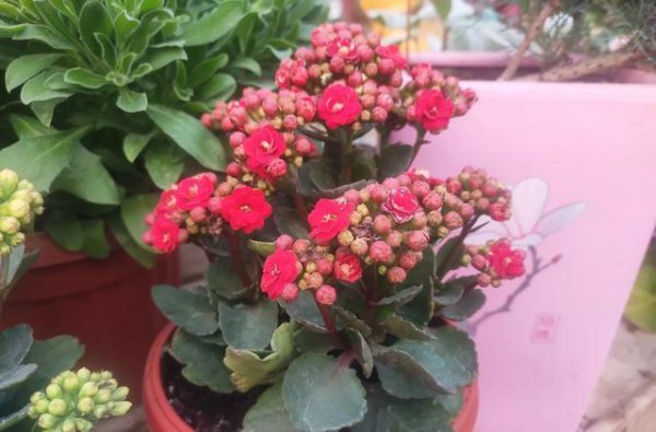 长寿花怎么养才开花