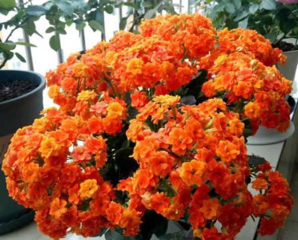 长寿花怎么养才开花