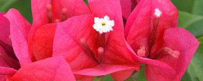 三角梅一年开几次花 观赏三角梅花期简介