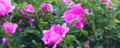 玫瑰花一年四季都开吗 观赏玫瑰花花期简介