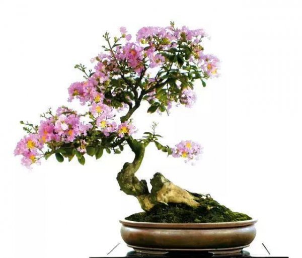 紫薇老桩怎么种容易活