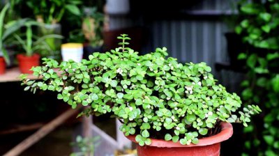 金枝玉叶一年能开几次花 金枝玉叶的养护小窍门
