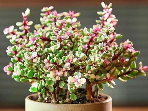 金枝玉叶一年能开几次花