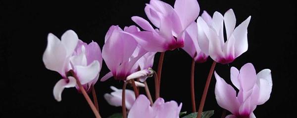 仙客来花期怎样浇水