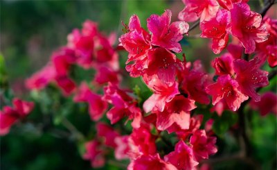 杜鹃花养植方法事项有哪些 养护杜鹃花的实战方法