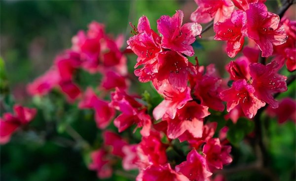 杜鹃花养植方法事项有哪些