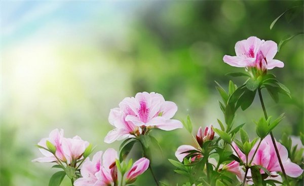 杜鹃花养植方法事项有哪些