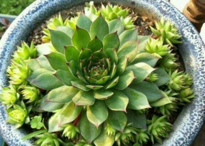 植物观音莲怎么养才能开花 多肉植物的浇水方法