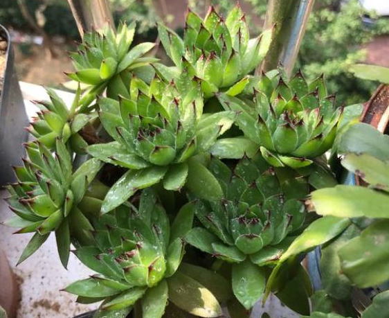 植物观音莲怎么养才能开花